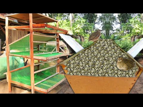 Vídeo: Mantenir L'aquari Pangasi