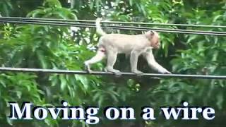 Monkey Activity & Behaviour by phanamonkeyproject 2,074 views 6 years ago 8 minutes, 27 seconds