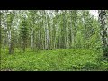 Calming chirping of birds in a birch forest - live sound for relaxation and good sleep ambience