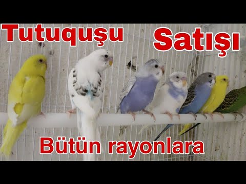 Tutuquşu satışı 0706208803 #mubarizemintv #tutuqususatisi