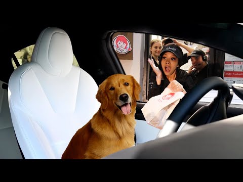 sending-dog-in-tesla-autopilot-through-drive-thru!