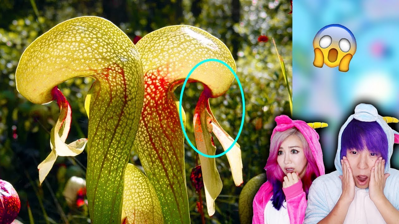 photoscape Plants That Eat Meat!