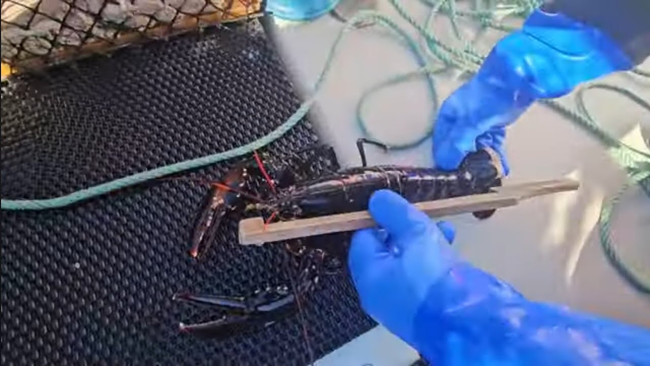 Hummerfiske 2024 dag 2