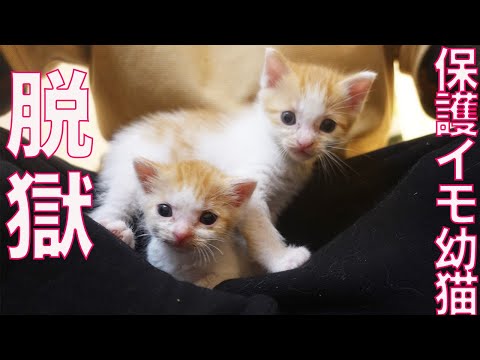 ミニミニ幼猫兄、脱獄する The small-kitty escaping from the cat