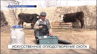 Искусственное оплодотворение скота\NewTV Искусственное оплодотворение скота\NewTV