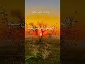 Ayatul kursi Quran tilawat subscribe like sheer #duet viral