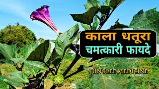 काला धतूरा के अद्भुत चमत्कारी फायदे और पहचान /Datura metel