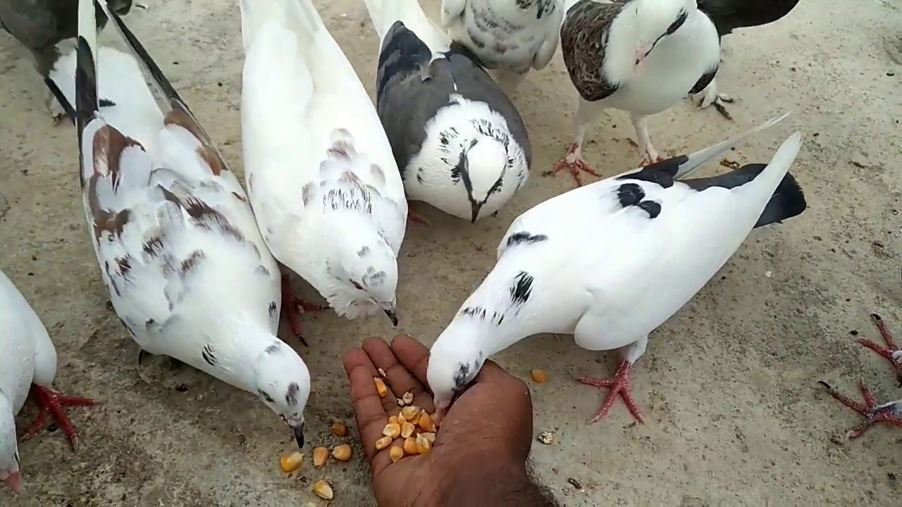 Pigeons Hand Feeding Training part 2 YouTube