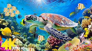 Ocean 4K  Beauty of 4K Underwater Scenes | Relaxing Music with Colorful Sea Animals (4K ULTRA HD)