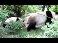 Panda cub Fu Bao, 11 months old