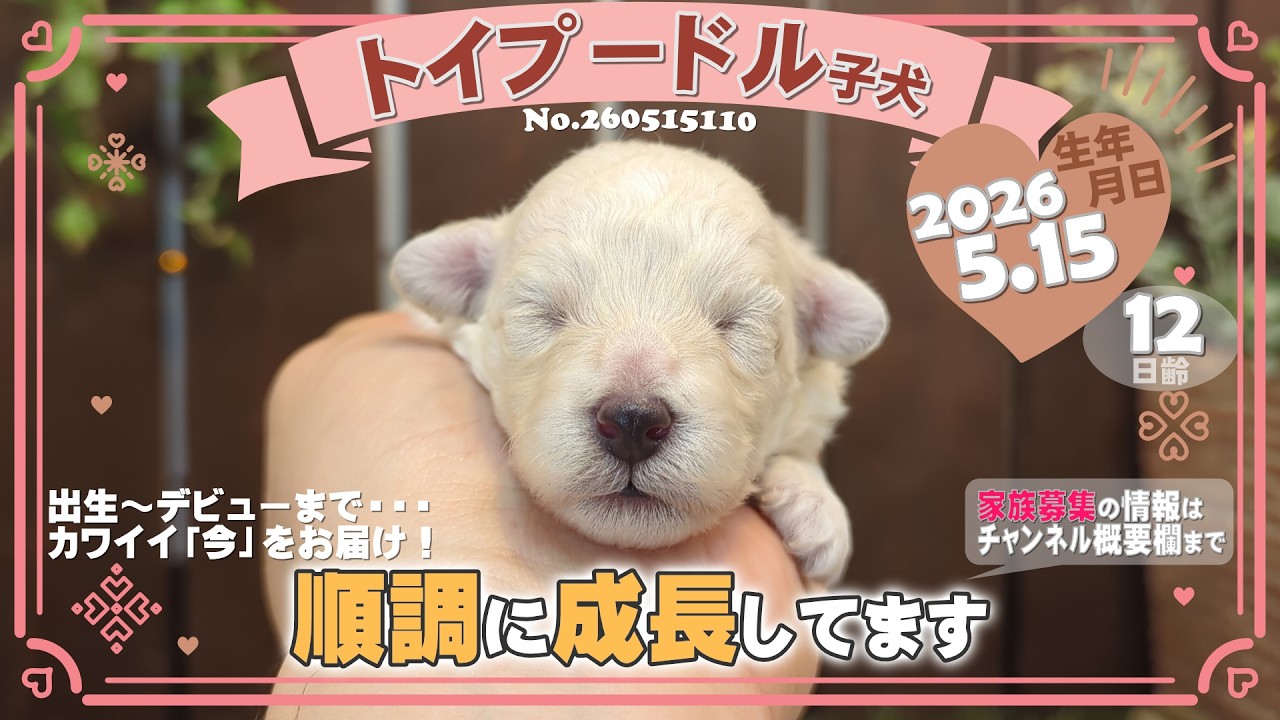 古布を纏ったトイプードル雛 トイプードル子犬｜2026.5.15生（12日齢）①｜ホワイト｜女の子｜滋賀