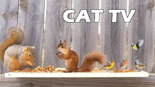 PETS TV  Beautiful Birds And Squirrels Eat Nuts Behind The Fence  Keep Your Pet Entertained