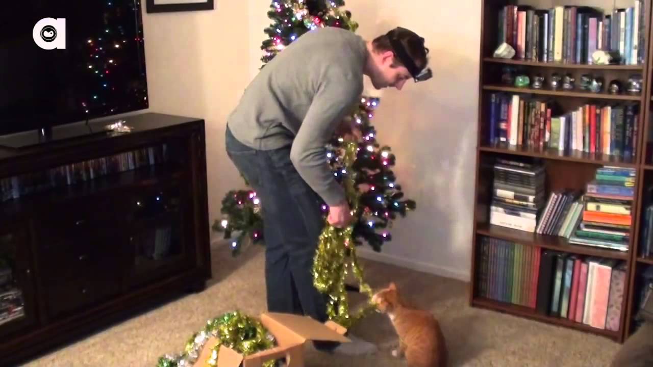 Decorating a Christmas tree with cats around! YouTube