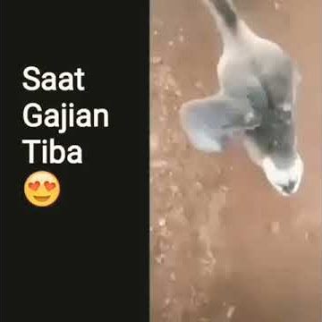 Status wa saat gajian telh tiba