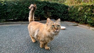 フワフワ長毛の野良猫がモフられに来た