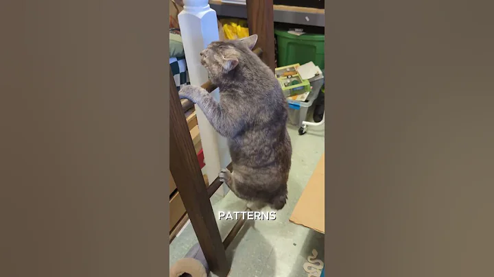 Video 11891121: american bobtail kittens, american bobtail cat, american cute cat, cats catlover kitten cute