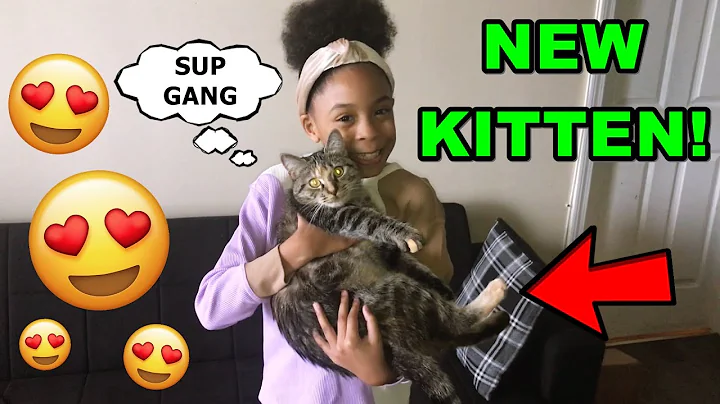 New Kitten Vlog! | My 1st Reaction