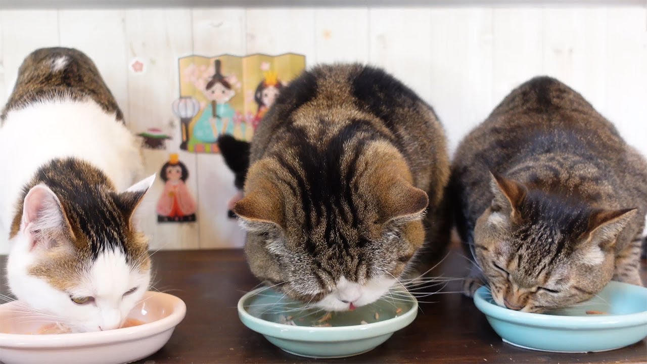 まるさん家３。-Maru's Family 3.-