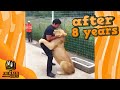 #Shorts LION SEES HER ADOPTIVE DAD AFTER YEARS #Shorts