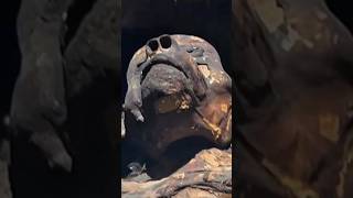 This Egyptian Mummy Was Sacrificed