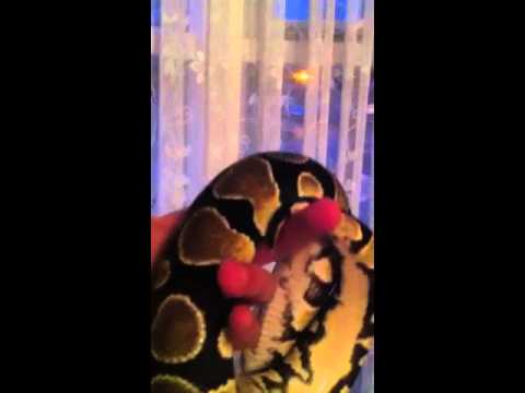 pied piper 読み方 My new royal python