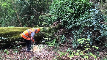 Cutting wind blown tree
