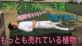 【グランドカバー３選】超オススメの下草を紹介します！