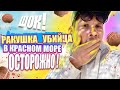 Красное море опасные обитатели. Египет с детьми, что нужно знать.