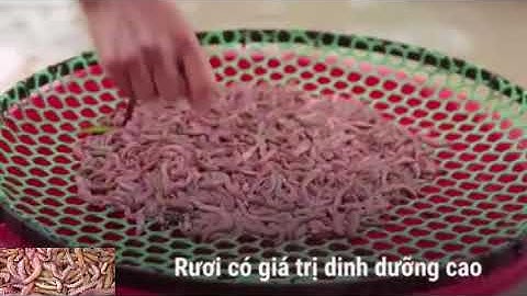 Kiếm vài trăm triệu mỗi ngày nhờ LỘC TRỜI | Con Rươi ở Tứ Kỳ Hải Dương