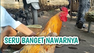 Bargaining for Bangkok chickens at the market is really exciting - ABG's blue cage
