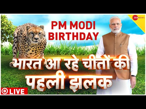PM Modi Birthday Cheetah Is Back Live Updates : भारत आ रहे चीतों की पहली झलक? | Narendra Modi