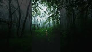 forest view #nature #forest #shorts #trending