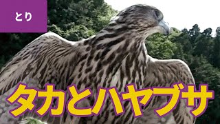 鳥のなかま 6 タカとハヤブサ ハリスホーク セーカーハヤブサ チゴハヤブサ Youtube