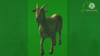 goat walking green screen video|editor g