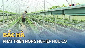 Phát triển nông nghiệp hữu cơ ở Bắc Hà | THLC