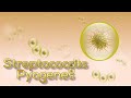 Streptococcus (Estreptococo) pyogenes en 9 minutos! (Animación)