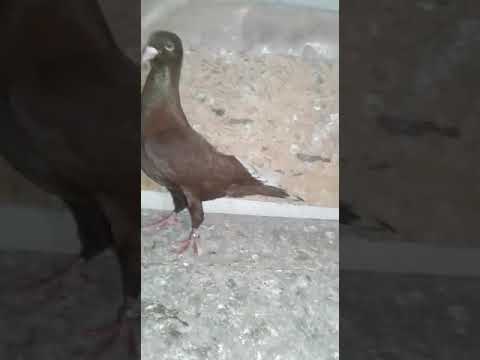 حمام الشكلي الاحمر من أقدم السلالت العربية