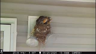 Baby Robins Day 13 Chicks Getting Ready for First Flight