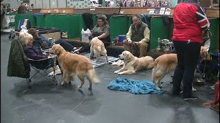 Golden Retriever Crufts 2020