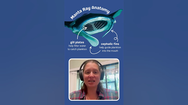 Shellphone #shorts EP 18: What and how do #mantarays eat?