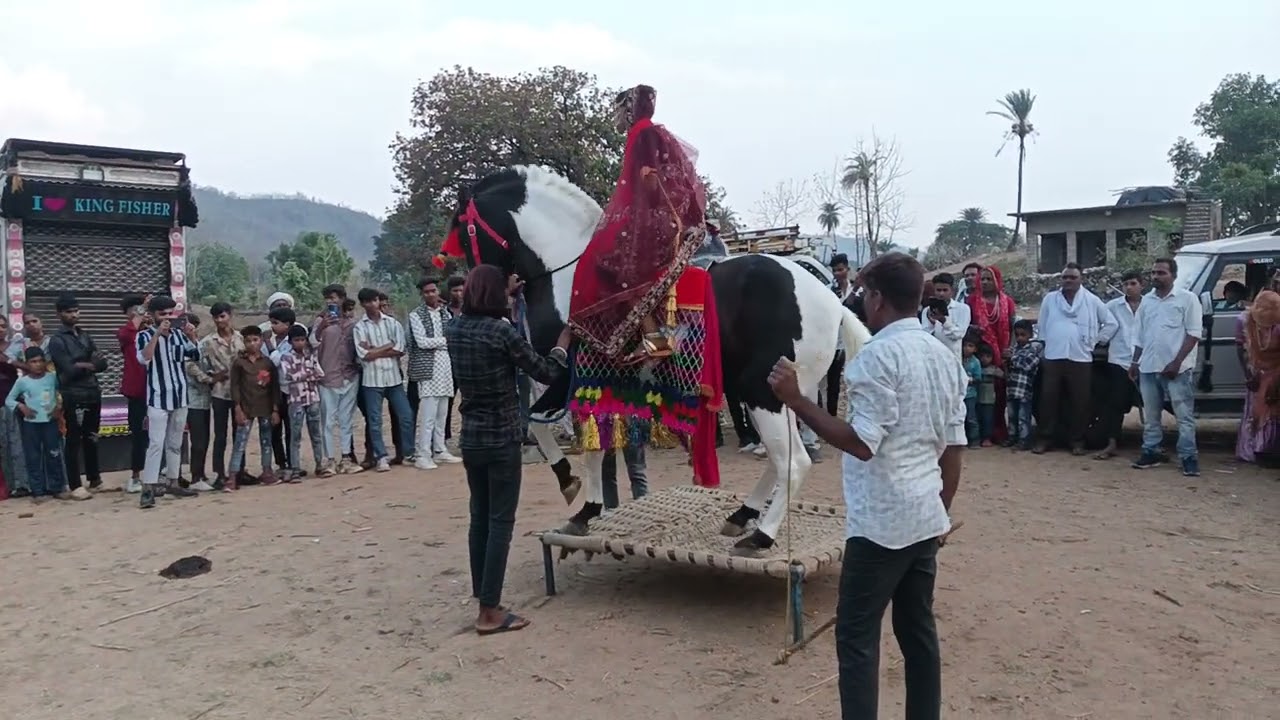 वेलवी में बिंदोली का विडियो 09 मई 2025