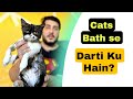 Why do cats hate taking baths?