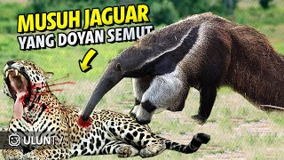 SALAH PILIH MANGSA, Jaguar ini Jadi Begini Karena Diserang Mangsanya dengan Brutal