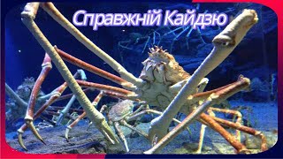 картинка: Японський краб-павук. Дивовижні звірі. Випуск 11