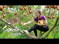 Harvest sweet sapodilla  a fruit originating from mexico goes to the market sell  emma daily life