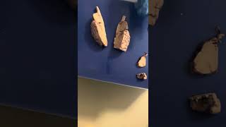 Sheep brain dissection overview anatomy and physiology 220 lab