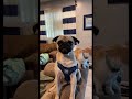 Kobe the pug howling