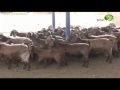 مشروع تربية الماعز الدمشقي المميزات والتغذية والرعاية البيطرية والجدي البري