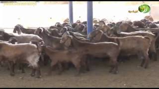 مشروع تربية الماعز الدمشقي المميزات والتغذية والرعاية البيطرية والجدي البري