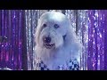 Pup star better 2gether music  shake your tail